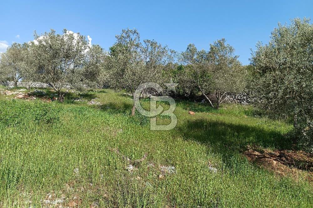 🌿 MUĞLA MENTEŞE DENİZOVA’DA YATIRIMLIK ZEYTİNLİK – KÖYİÇİ YERLEŞİK ALANA KOMŞU!