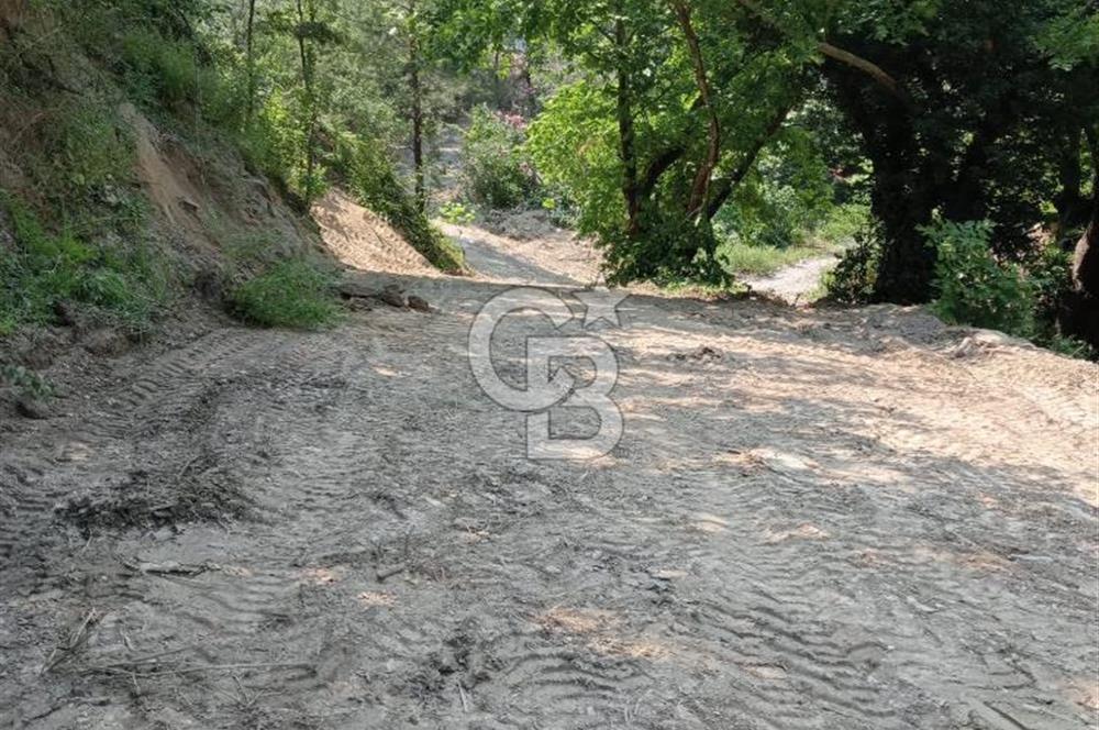 Muğla Menteşe Denizova’da Satılık Zeytinlik – Yatırımlık ve Kullanıma Hazır!
