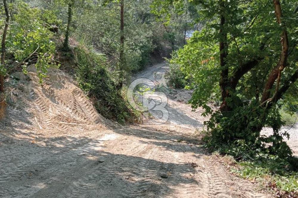 Muğla Menteşe Denizova’da Satılık Zeytinlik – Yatırımlık ve Kullanıma Hazır!