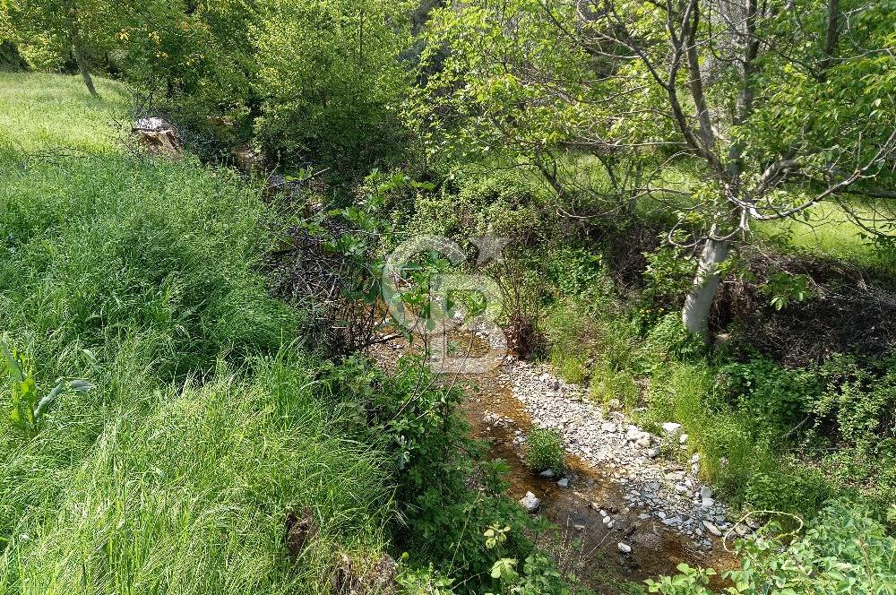 🌿 MUĞLA MENTEŞE DENİZOVA’DA YATIRIMLIK ZEYTİNLİK – KÖYİÇİ YERLEŞİK ALANA KOMŞU!