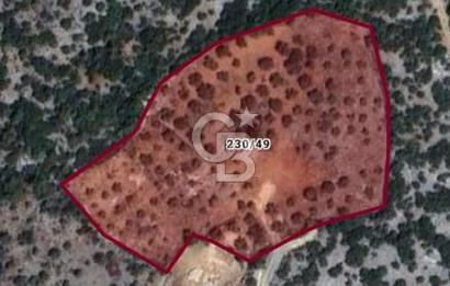 🌿 MUĞLA MENTEŞE DENİZOVA’DA YATIRIMLIK ZEYTİNLİK – KÖYİÇİ YERLEŞİK ALANA KOMŞU!