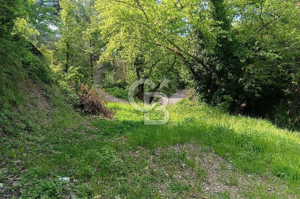 🌿 MUĞLA MENTEŞE DENİZOVA’DA YATIRIMLIK ZEYTİNLİK – KÖYİÇİ YERLEŞİK ALANA KOMŞU!