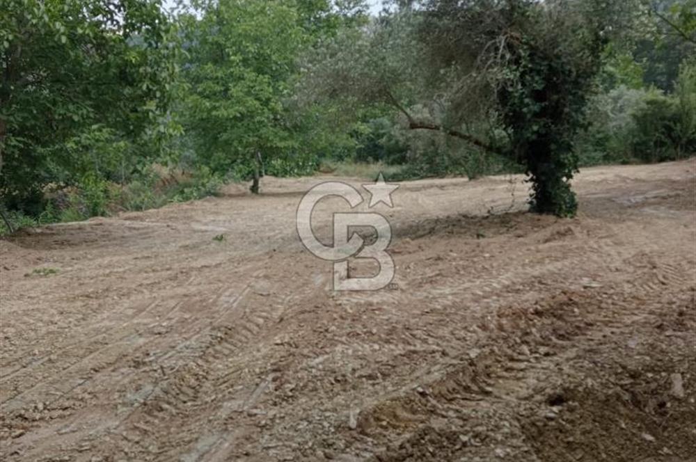 Muğla Menteşe Denizova’da Satılık Zeytinlik – Yatırımlık ve Kullanıma Hazır!