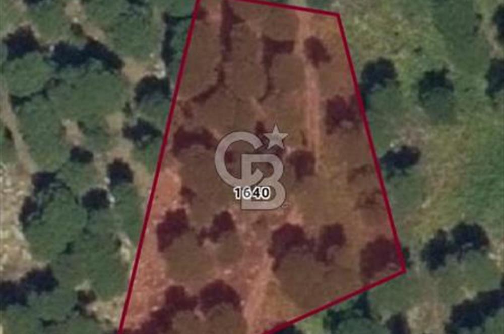 İZMİR BERGAMA'DA DOĞA İÇİNDE KAZANDIRAN YATIRIM FIRSATLI FISTIKLIK