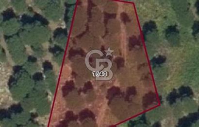 İZMİR BERGAMA'DA DOĞA İÇİNDE KAZANDIRAN YATIRIM FIRSATLI FISTIKLIK