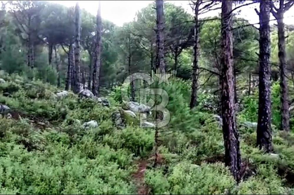 İZMİR BERGAMA'DA DOĞA İÇİNDE KAZANDIRAN YATIRIM FIRSATLI FISTIKLIK