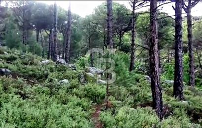 İZMİR BERGAMA'DA DOĞA İÇİNDE KAZANDIRAN YATIRIM FIRSATLI FISTIKLIK