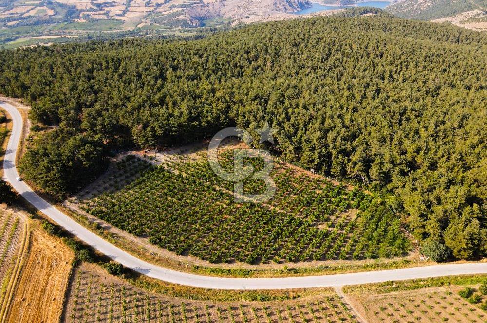 ÇANAKKALE LAPSEKİ SINDALDA SATILIK MEYVE BAHÇESİ
