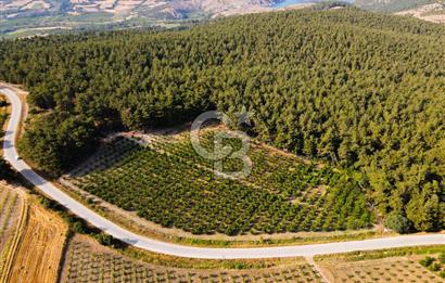ÇANAKKALE LAPSEKİ SINDALDA SATILIK MEYVE BAHÇESİ