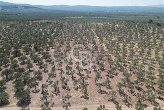 ÇANAKKALE GEYİKLİ BOZKÖY'DE 10.658 m2 SATILIK ZEYTİNLİK