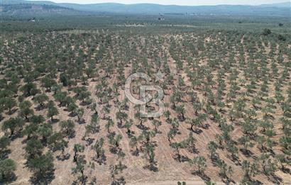 ÇANAKKALE GEYİKLİ BOZKÖY'DE 10.658 m2 SATILIK ZEYTİNLİK
