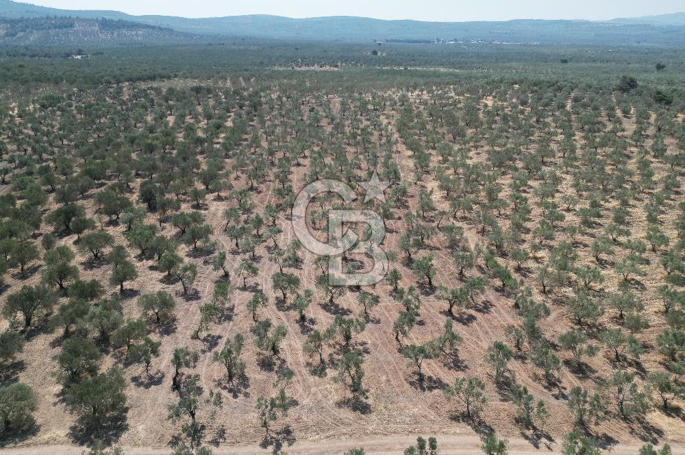 ÇANAKKALE GEYİKLİ BOZKÖY'DE 10.658 m2 SATILIK ZEYTİNLİK