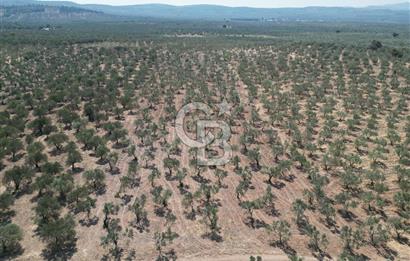 ÇANAKKALE GEYİKLİ BOZKÖY'DE 10.658 m2 SATILIK ZEYTİNLİK