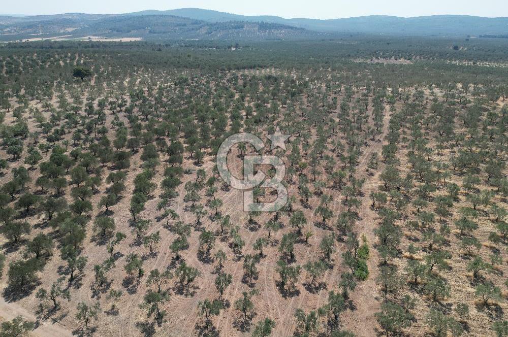 ÇANAKKALE GEYİKLİ BOZKÖY'DE 10.658 m2 SATILIK ZEYTİNLİK