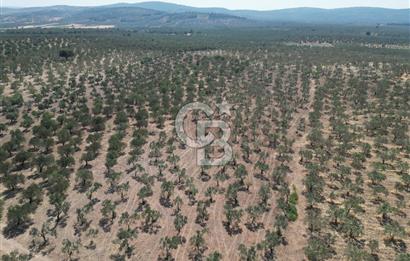 ÇANAKKALE GEYİKLİ BOZKÖY'DE 10.658 m2 SATILIK ZEYTİNLİK