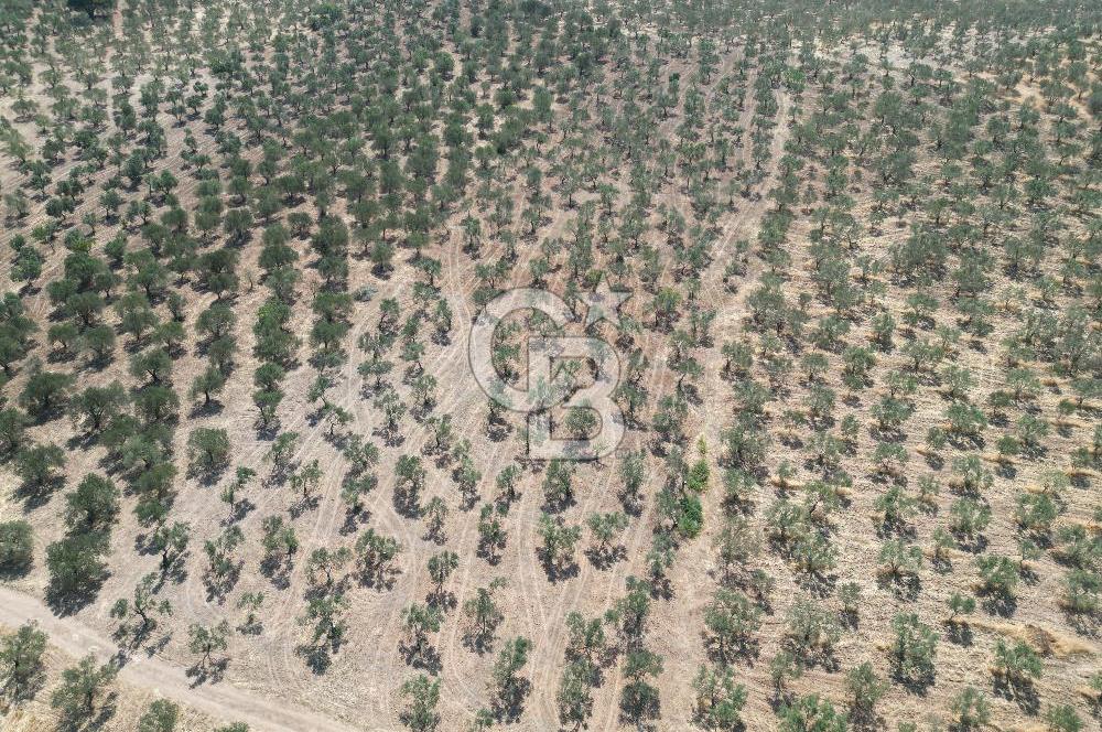 ÇANAKKALE GEYİKLİ BOZKÖY'DE 10.658 m2 SATILIK ZEYTİNLİK