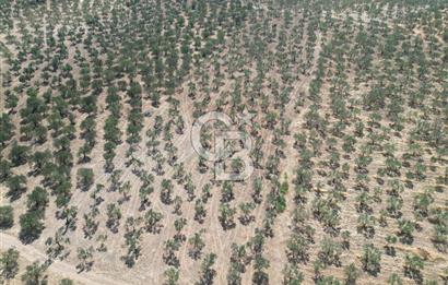 ÇANAKKALE GEYİKLİ BOZKÖY'DE 10.658 m2 SATILIK ZEYTİNLİK