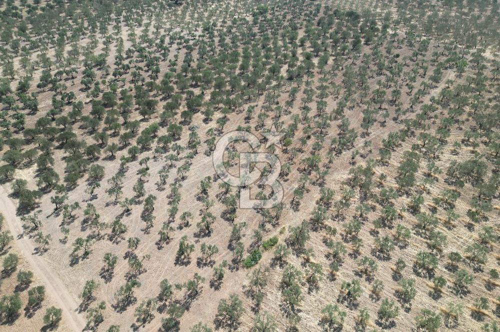 ÇANAKKALE GEYİKLİ BOZKÖY'DE 10.658 m2 SATILIK ZEYTİNLİK