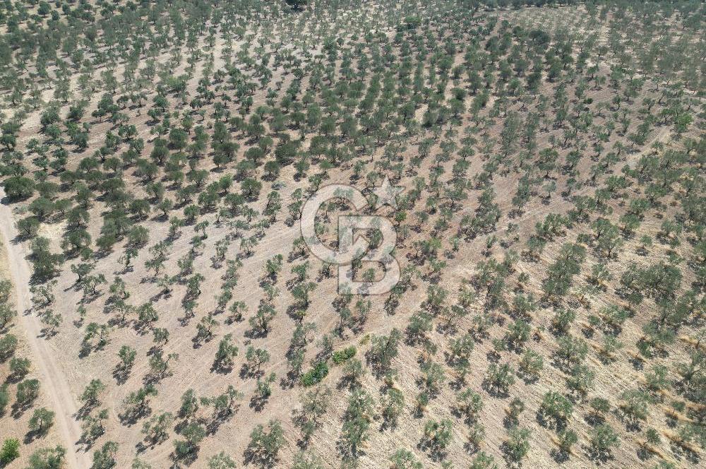 ÇANAKKALE GEYİKLİ BOZKÖY'DE 10.658 m2 SATILIK ZEYTİNLİK