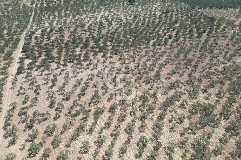 ÇANAKKALE GEYİKLİ BOZKÖY'DE 10.658 m2 SATILIK ZEYTİNLİK