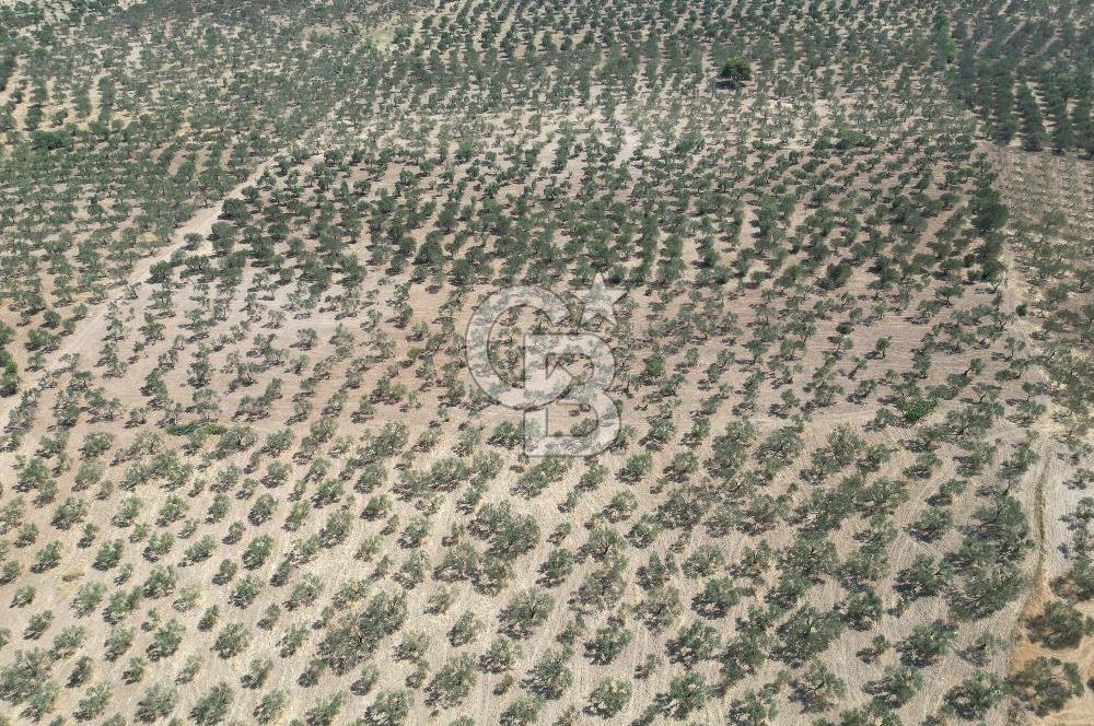 ÇANAKKALE GEYİKLİ BOZKÖY'DE 10.658 m2 SATILIK ZEYTİNLİK