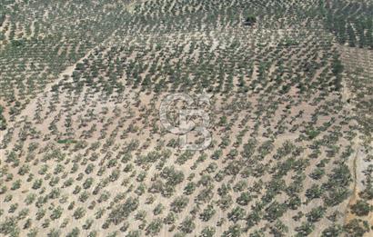 ÇANAKKALE GEYİKLİ BOZKÖY'DE 10.658 m2 SATILIK ZEYTİNLİK
