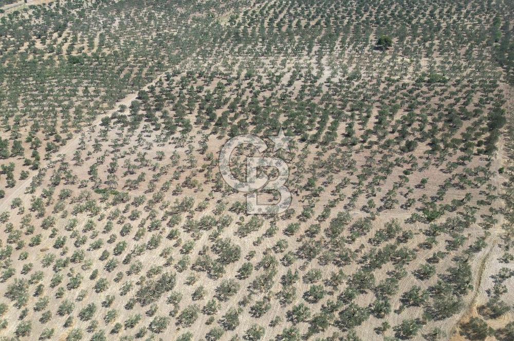 ÇANAKKALE GEYİKLİ BOZKÖY'DE 10.658 m2 SATILIK ZEYTİNLİK