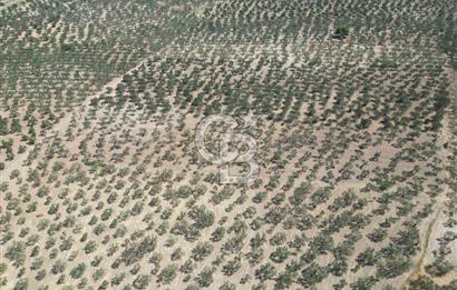 ÇANAKKALE GEYİKLİ BOZKÖY'DE 10.658 m2 SATILIK ZEYTİNLİK