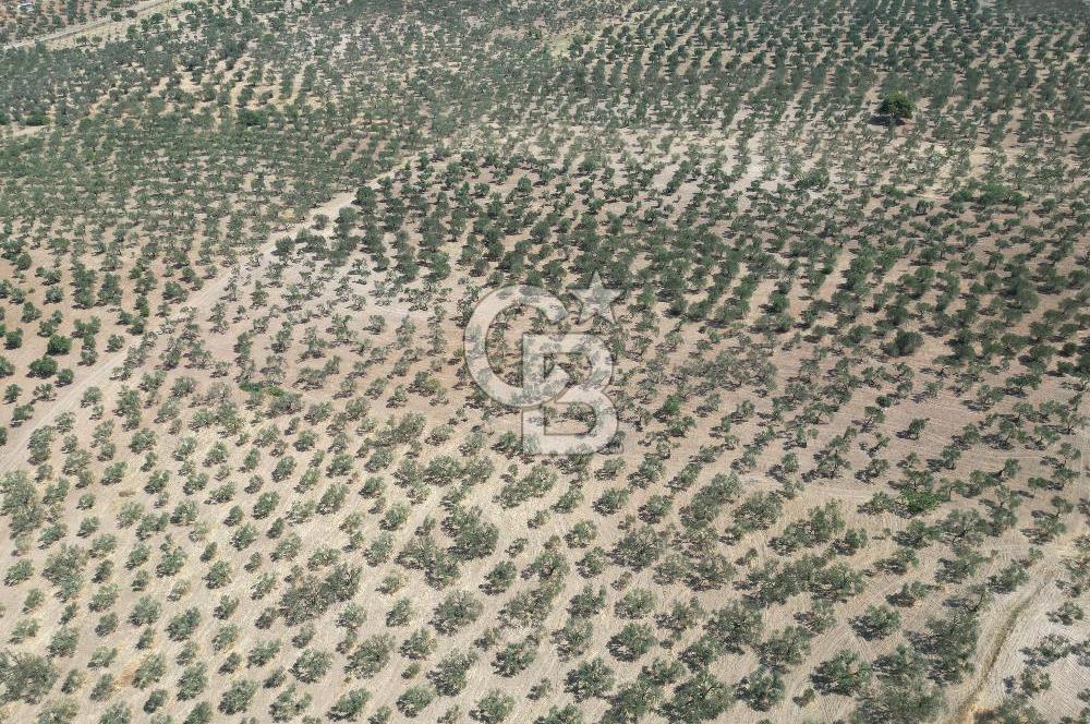 ÇANAKKALE GEYİKLİ BOZKÖY'DE 10.658 m2 SATILIK ZEYTİNLİK