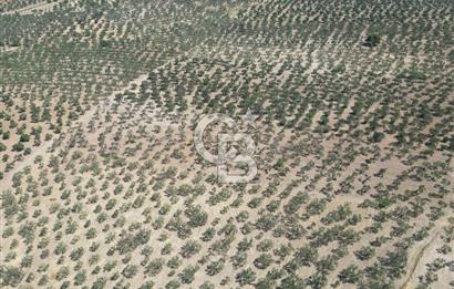 ÇANAKKALE GEYİKLİ BOZKÖY'DE 10.658 m2 SATILIK ZEYTİNLİK