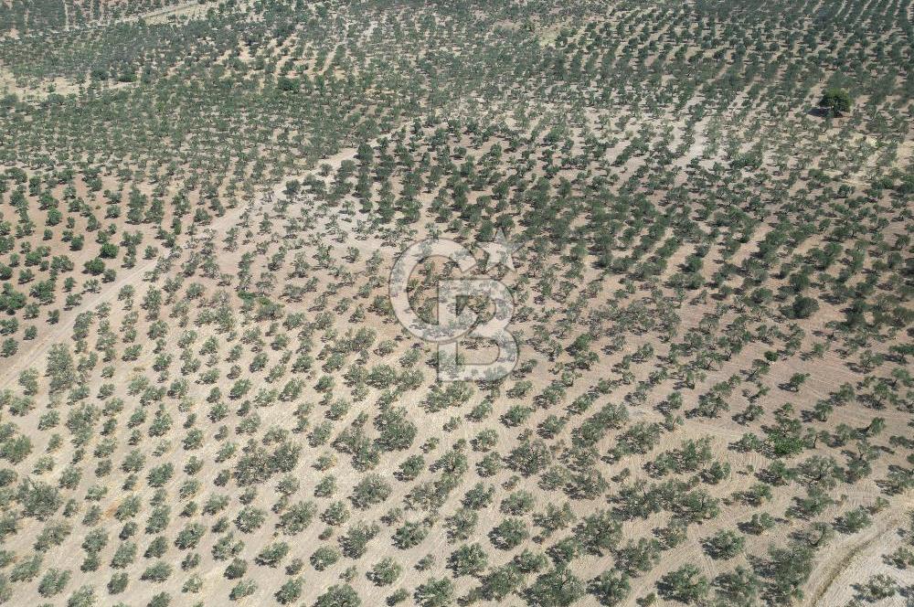 ÇANAKKALE GEYİKLİ BOZKÖY'DE 10.658 m2 SATILIK ZEYTİNLİK