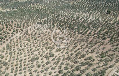 ÇANAKKALE GEYİKLİ BOZKÖY'DE 10.658 m2 SATILIK ZEYTİNLİK