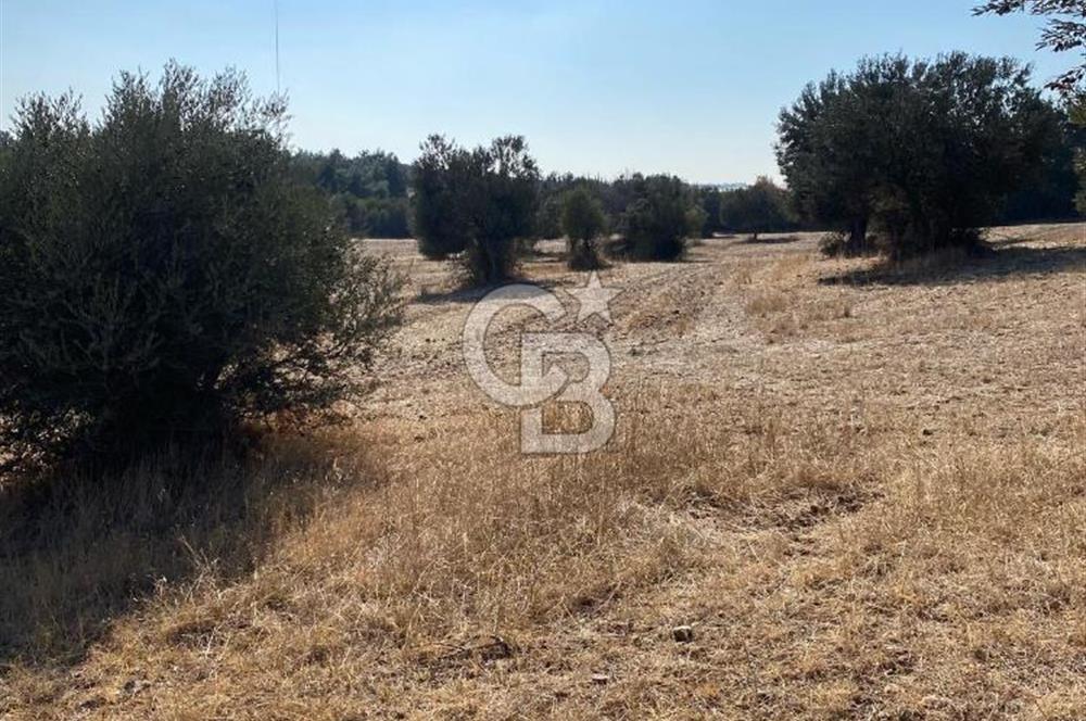 EZİNE ÜVECİKTE YATIRIMA UYGUN SATILIK TARLA
