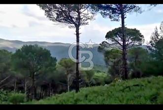 İZMİR BERGAMA'DA DOĞA İÇİNDE KAZANDIRAN YATIRIM FIRSATLI FISTIKLIK