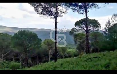 İZMİR BERGAMA'DA DOĞA İÇİNDE KAZANDIRAN YATIRIM FIRSATLI FISTIKLIK