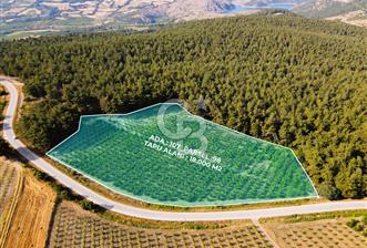 ÇANAKKALE LAPSEKİ SINDALDA SATILIK MEYVE BAHÇESİ