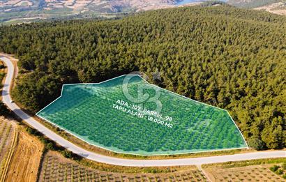 ÇANAKKALE LAPSEKİ SINDALDA SATILIK MEYVE BAHÇESİ