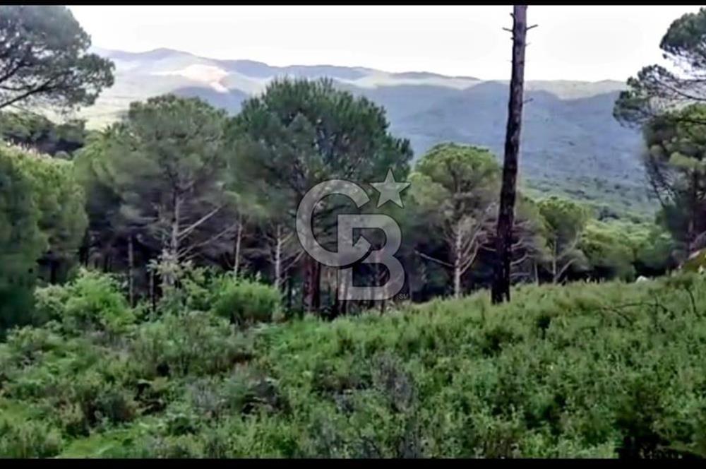 İZMİR BERGAMA'DA DOĞA İÇİNDE KAZANDIRAN YATIRIM FIRSATLI FISTIKLIK