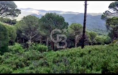 İZMİR BERGAMA'DA DOĞA İÇİNDE KAZANDIRAN YATIRIM FIRSATLI FISTIKLIK