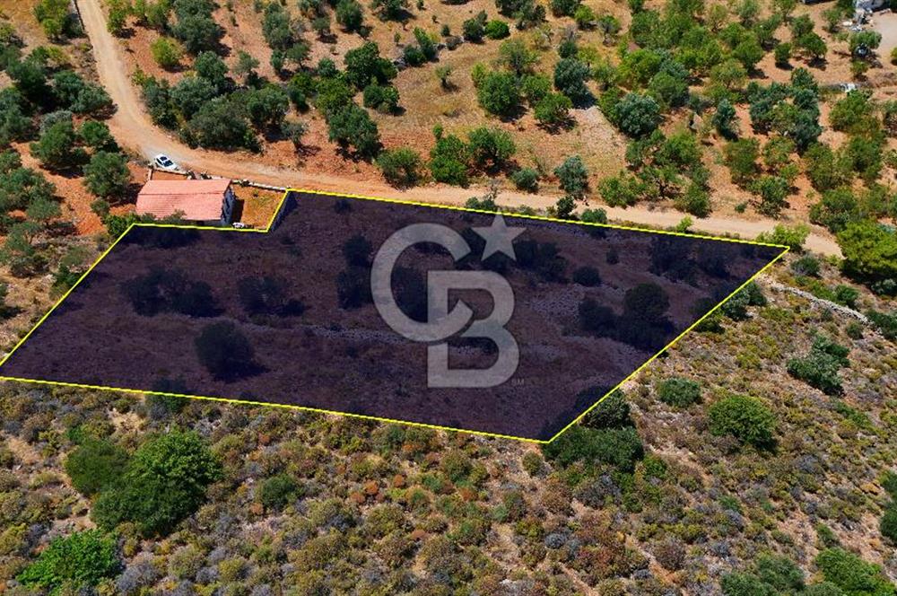 DATÇA – PALAMUTBÜKÜ’NDE KAÇIRILMAYACAK YATIRIM FIRSATI!