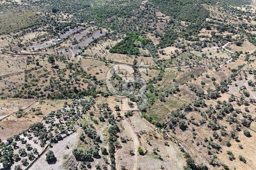Bodrum Mumcular Satılık Zeytinlik