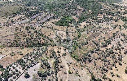 Bodrum Mumcular Satılık Zeytinlik