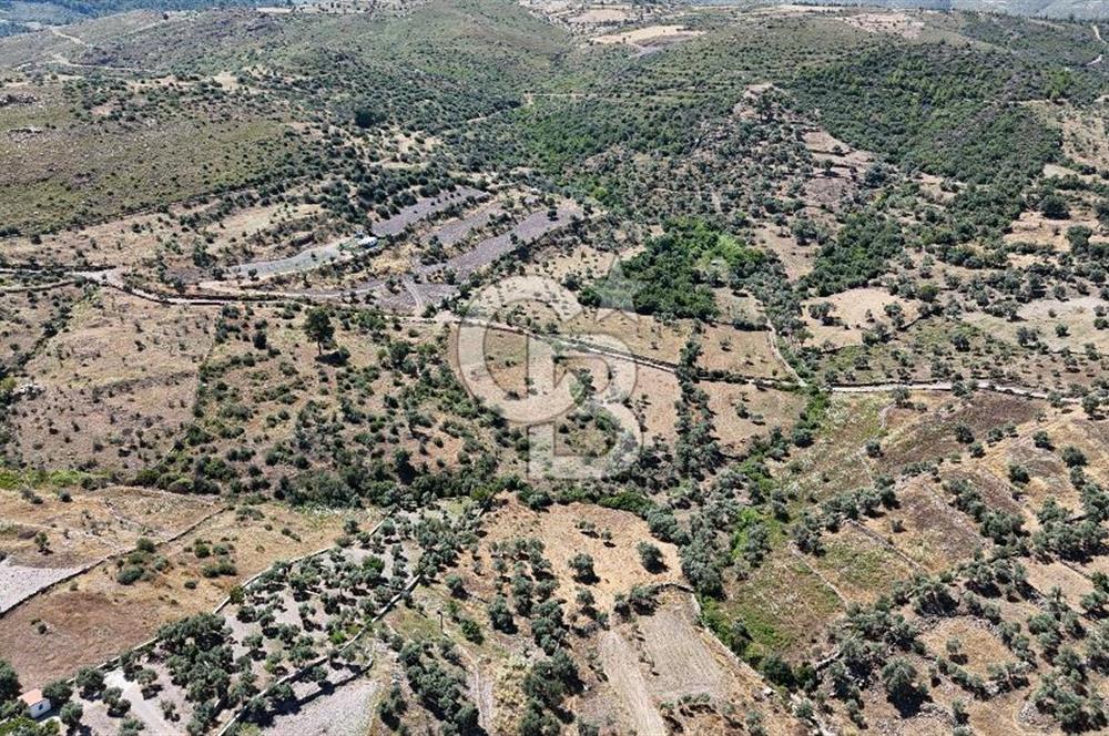 Bodrum Mumcular Satılık Zeytinlik