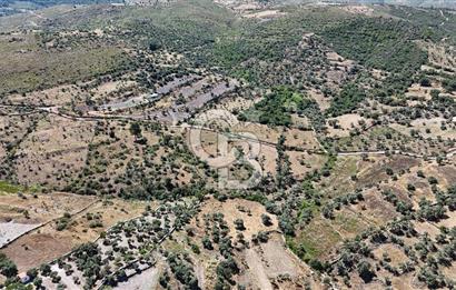 Bodrum Mumcular Satılık Zeytinlik