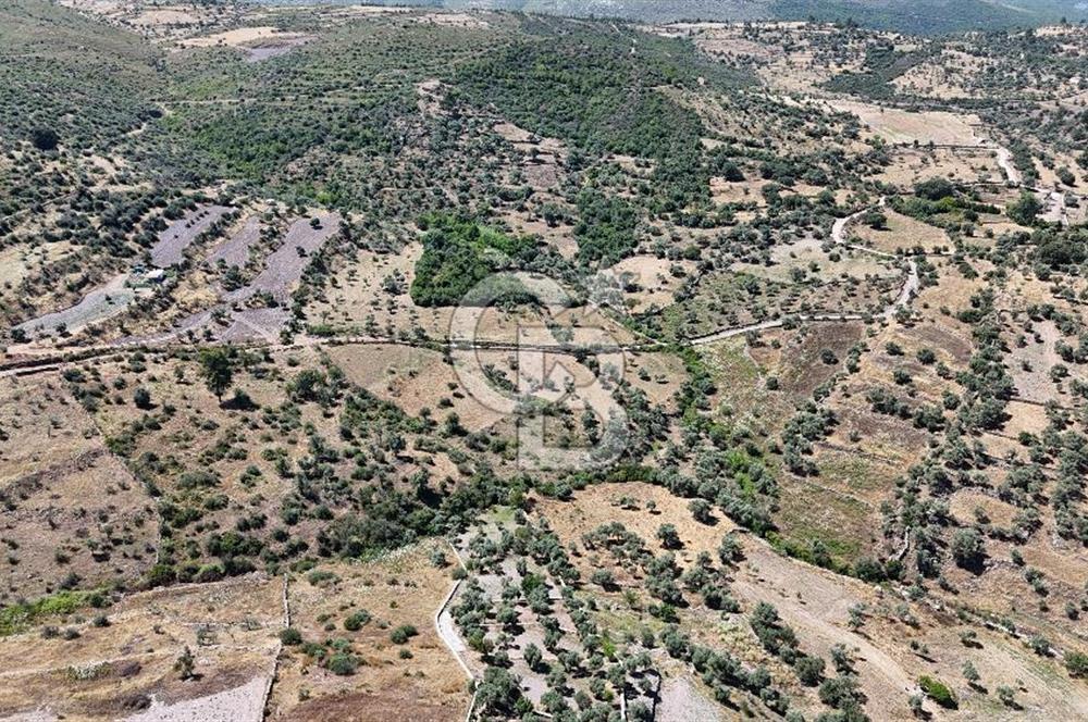Bodrum Mumcular Satılık Zeytinlik