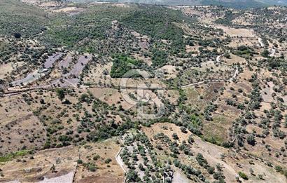 Bodrum Mumcular Satılık Zeytinlik