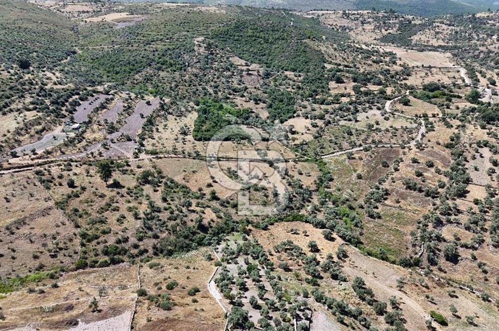 Bodrum Mumcular Satılık Zeytinlik