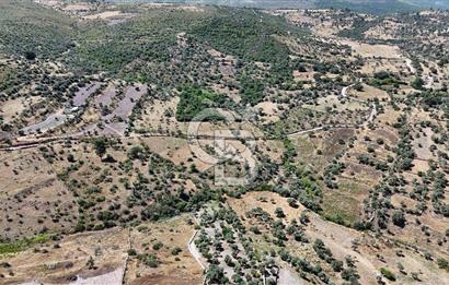 Bodrum Mumcular Satılık Zeytinlik