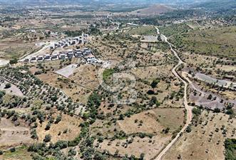 Bodrum Mumcular Satılık Zeytinlik