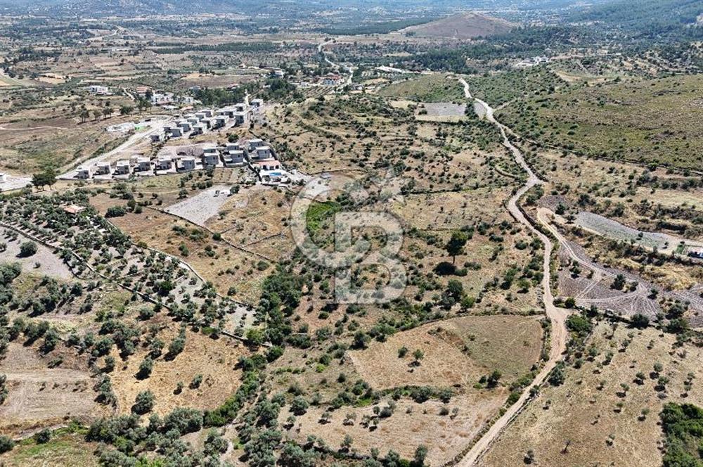 Bodrum Mumcular Satılık Zeytinlik